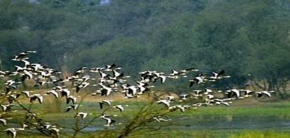  Sultanpur Lake Bird Sanctuary